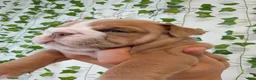 English Bulldog dogs for sale: English Bulldog 1 - Ad 7