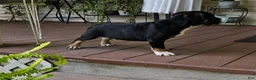 Mixed Breed dogs for sale: SALE! Dynamo - Ad 5