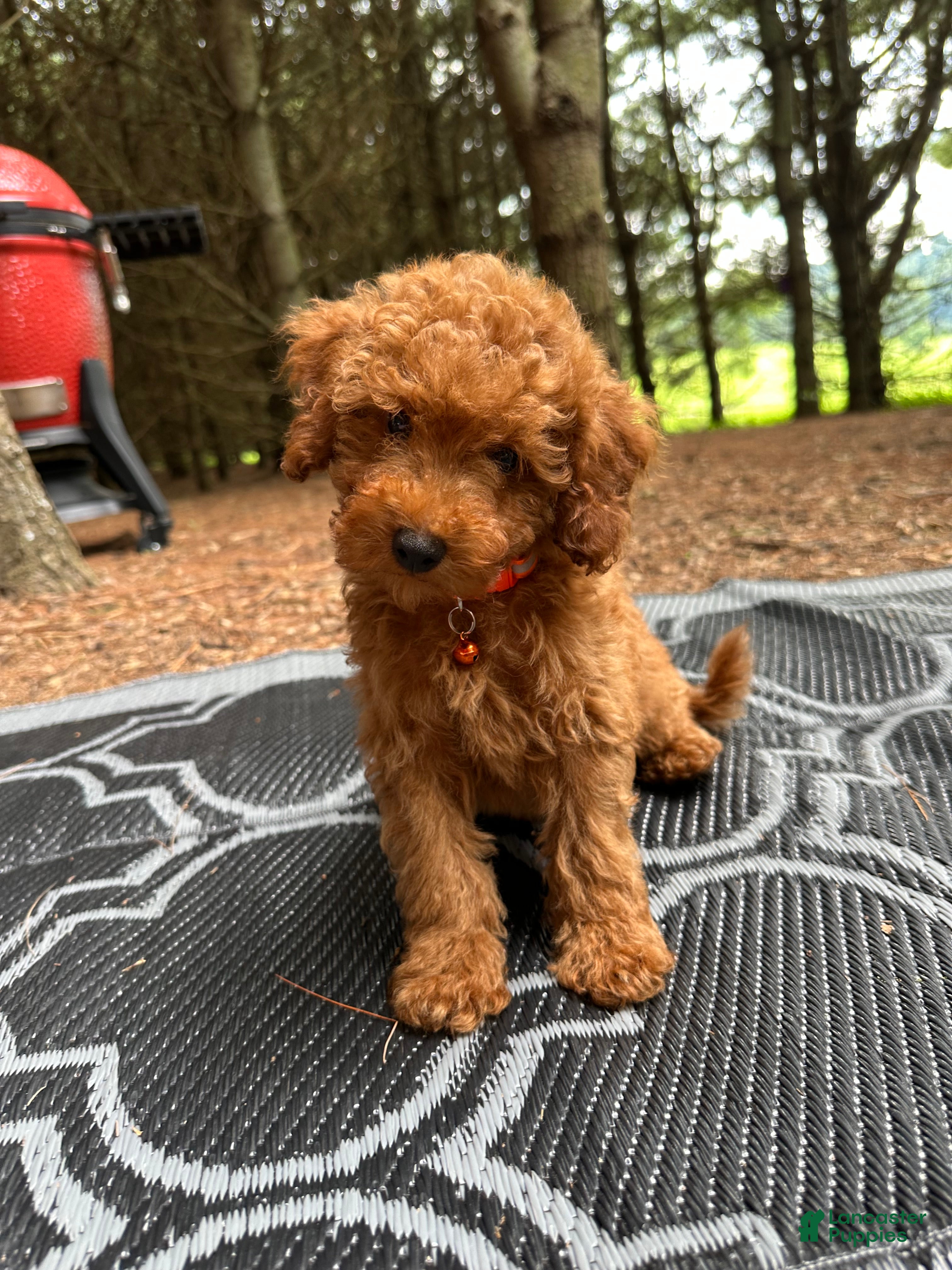 Miniature Poodle dogs Tiny - Ad 2