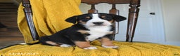 Greater Swiss Mountain Dog dogs for sale: Vinnie - Ad 1