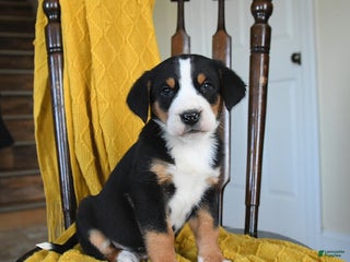 Greater Swiss Mountain Dog dogs Vinnie - Ad 4