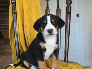 Greater Swiss Mountain Dog dogs Vinnie - Ad 3