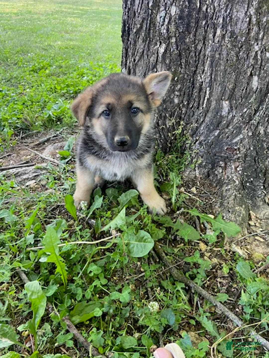 German Shepherd dogs for sale: Bella - Ad 2