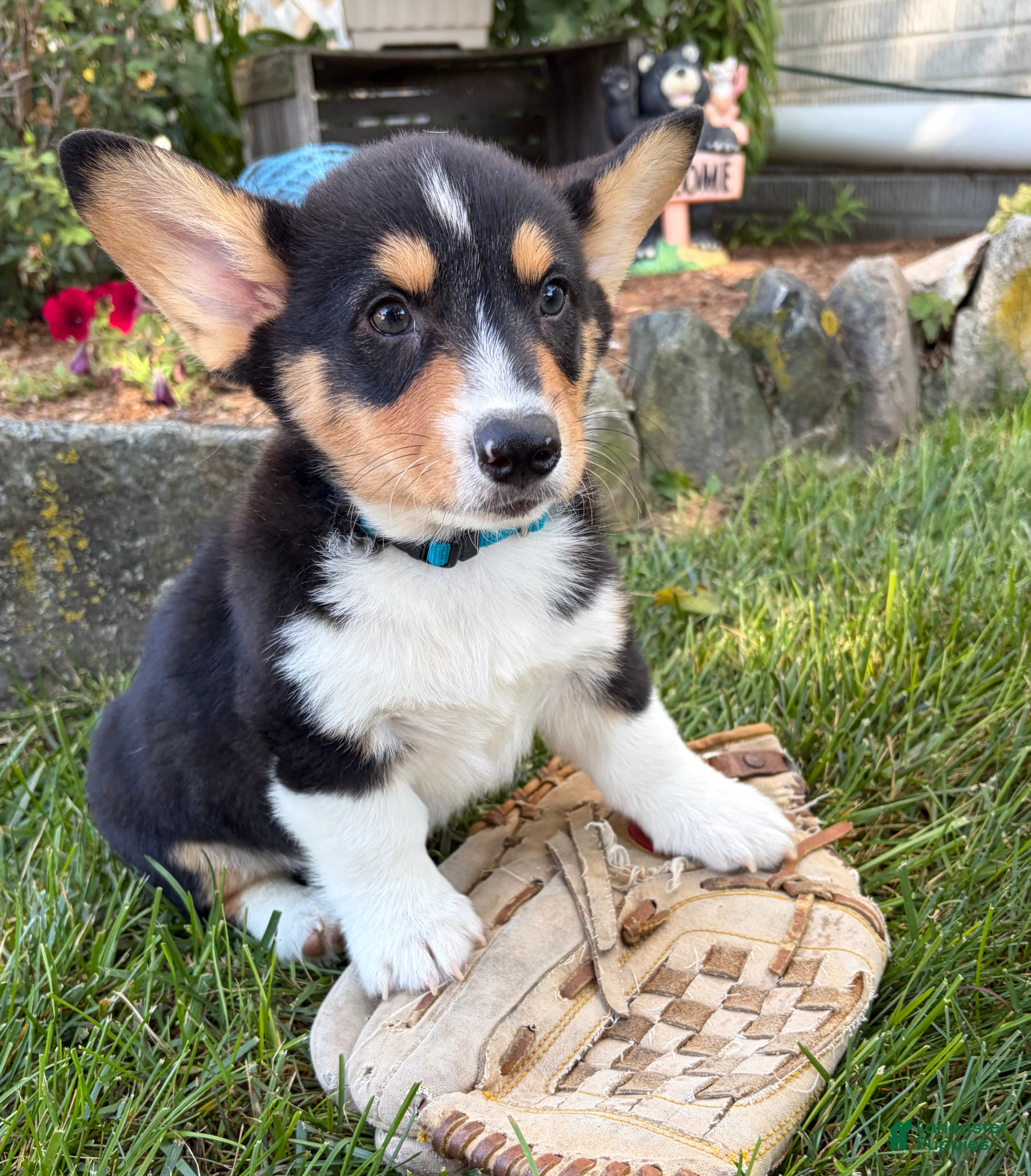 Welsh Corgi Pembroke dogs Newton - Ad 1