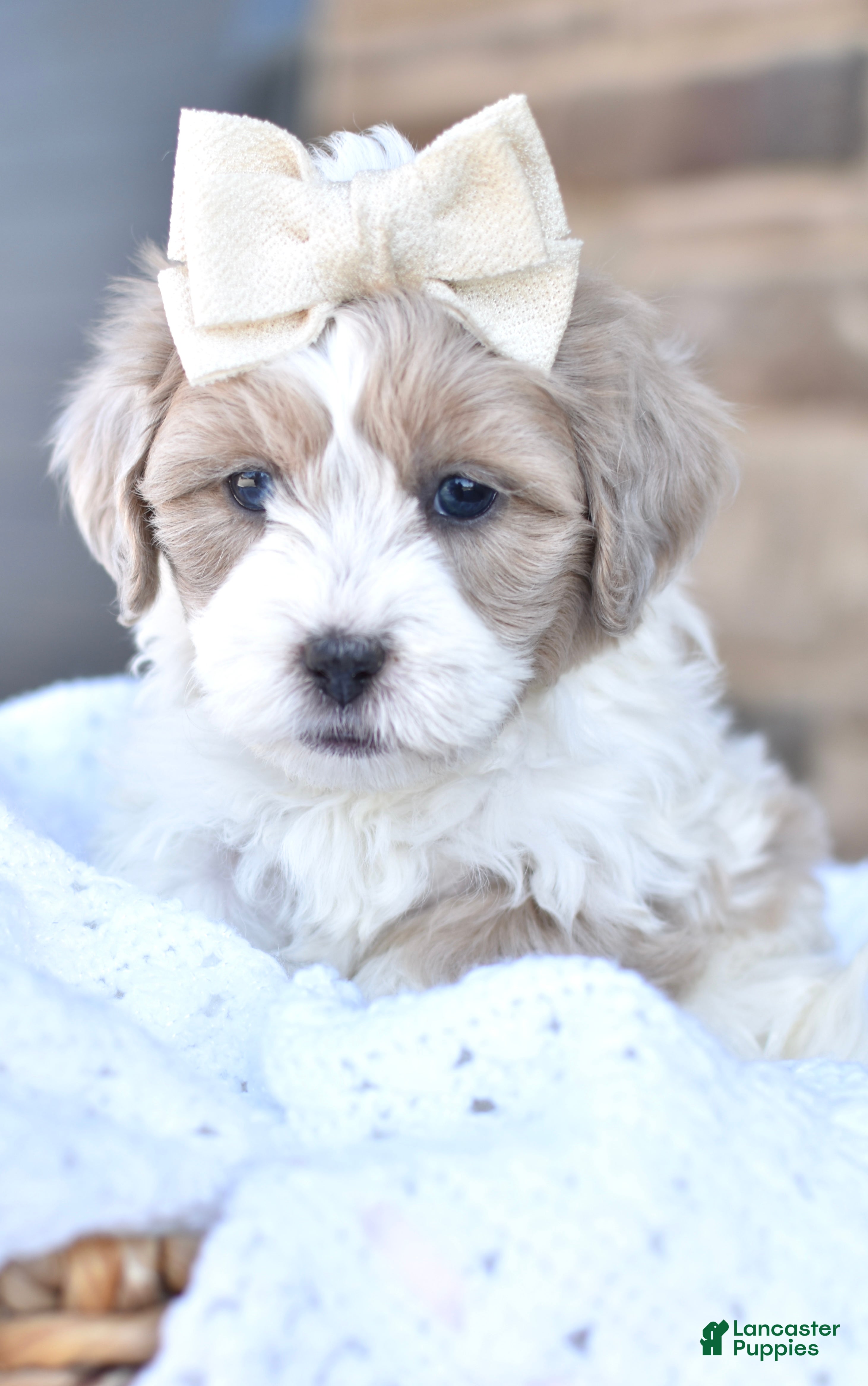 Mixed Breed dogs Sandy - Ad 34