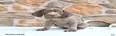 Frank 