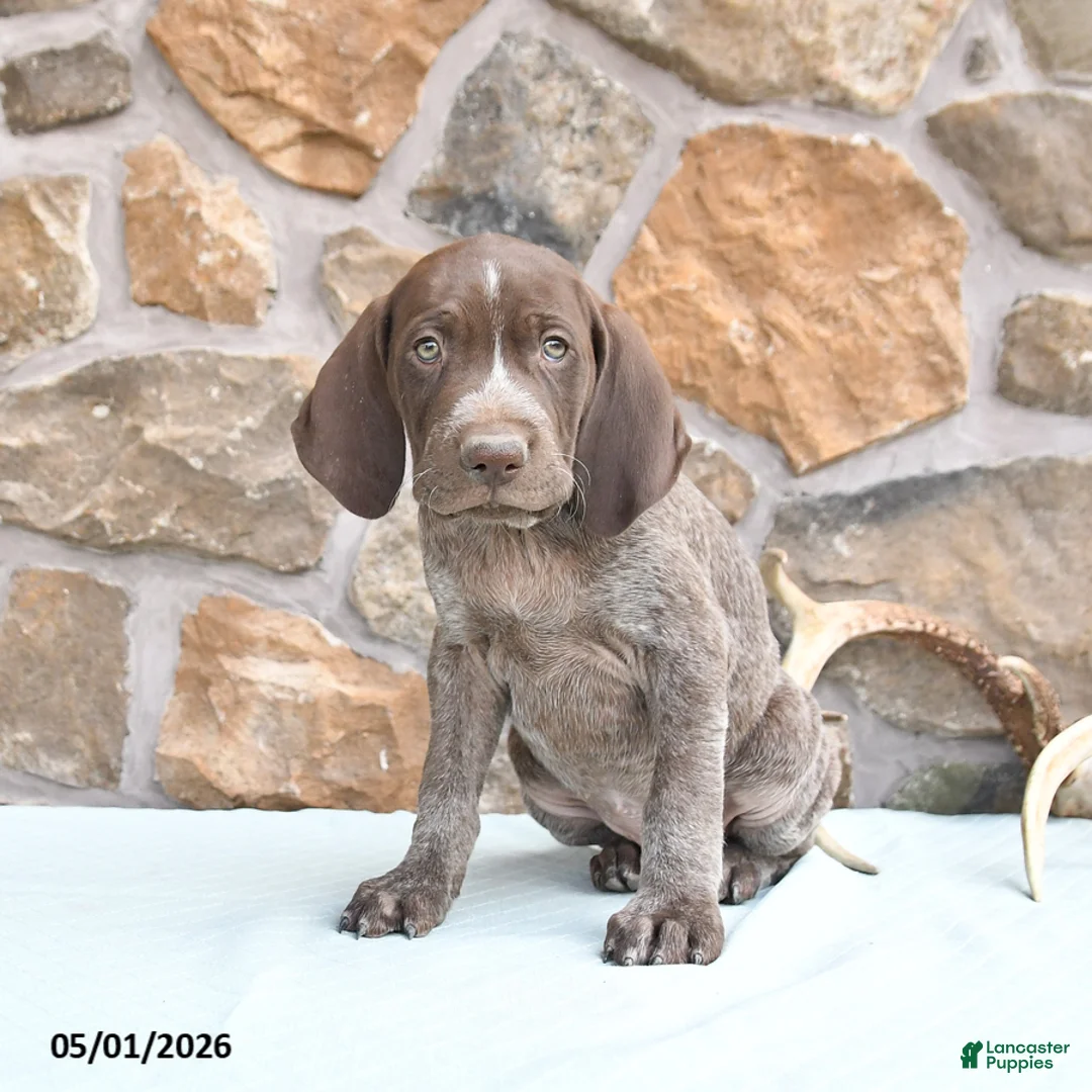 German Shorthaired Pointer dogs for sale: Frank  - Ad 1