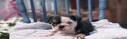 English Bulldog dogs for sale: Zoey - Ad 11