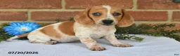 Miniature Dachshund dogs for sale: Jubilee - Ad 4