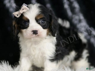 Cavalier King Charles Spaniel dogs - Ad 21