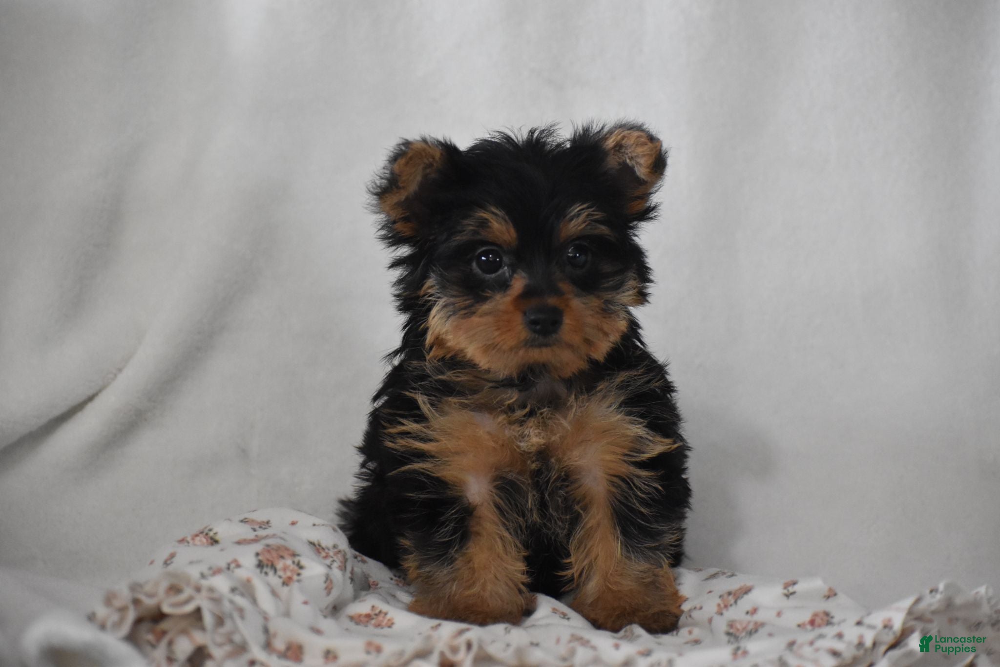 Yorkshire Terrier dogs Fairy - Ad 1