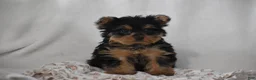 Yorkshire Terrier dogs for sale: Fairy - Ad 1