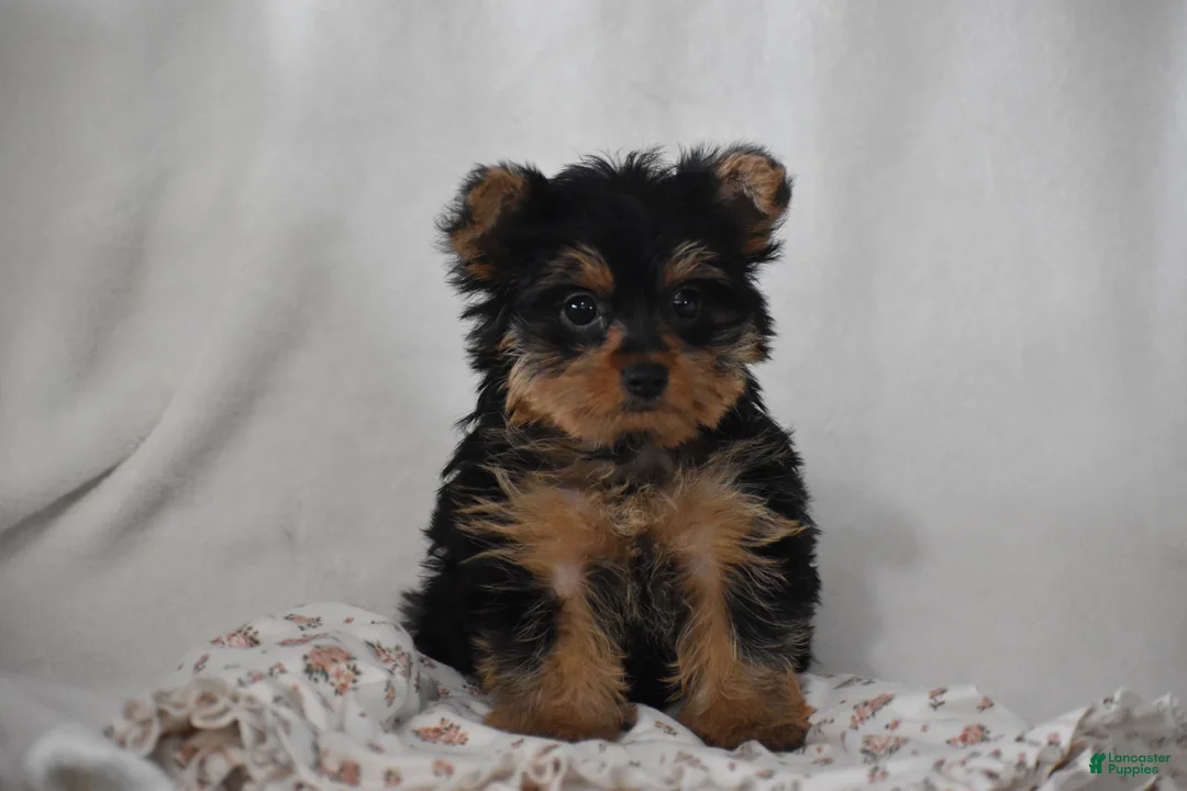 Yorkshire Terrier dogs for sale: Fairy - Ad 1