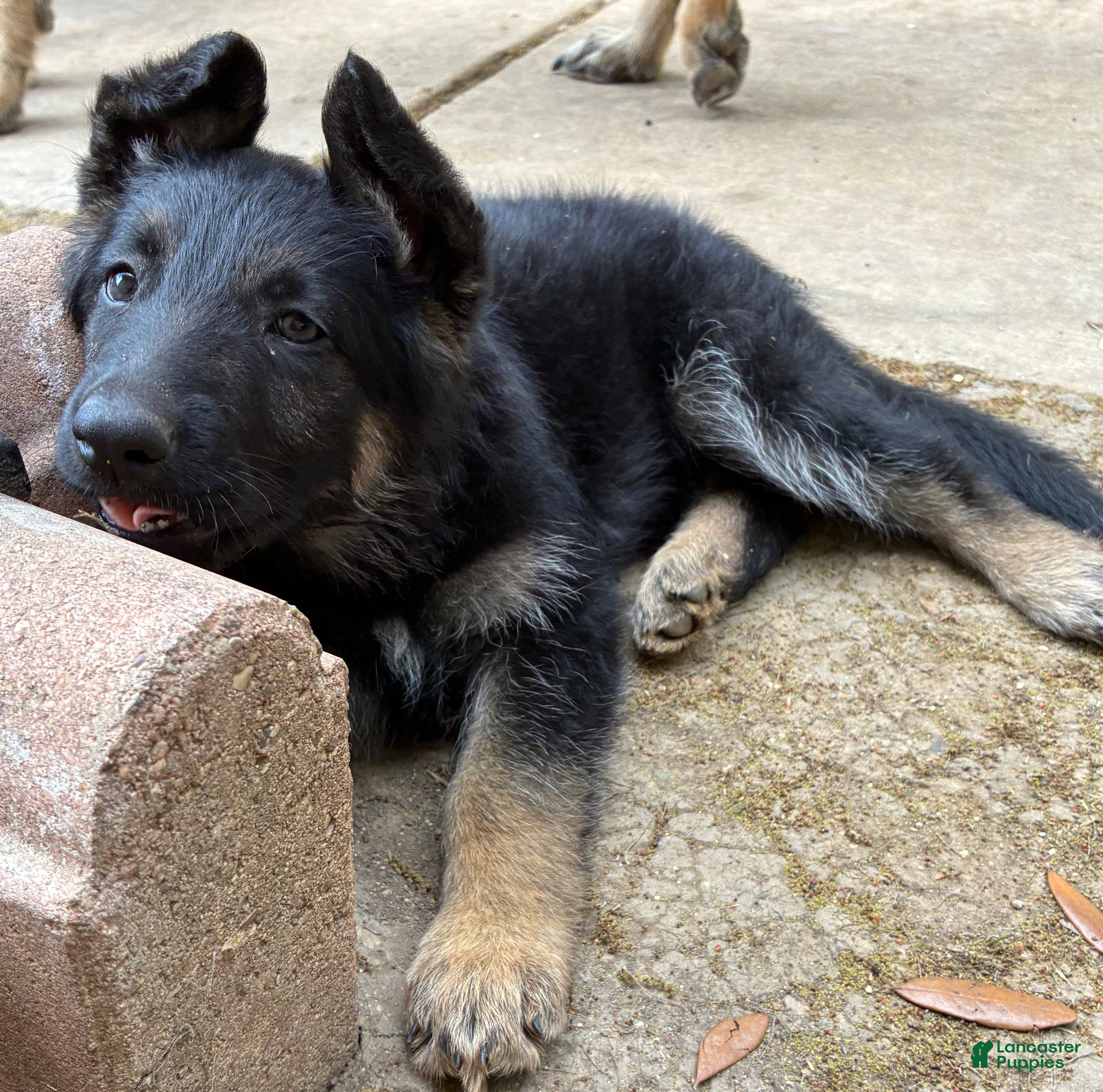 German Shepherd dogs Pup 4 - Ad 39