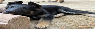Pup 4