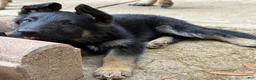 German Shepherd dogs for sale: Pup 4 - Ad 1
