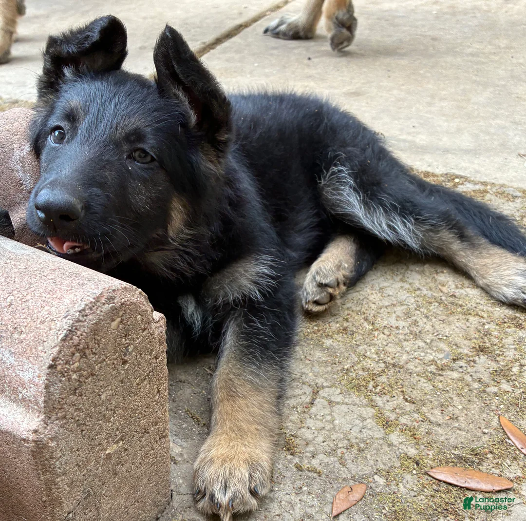 German Shepherd dogs for sale: Pup 4 - Ad 1