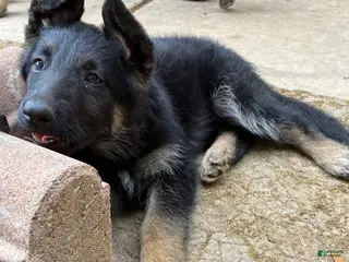 German Shepherd dogs Pup 4 - Ad 39