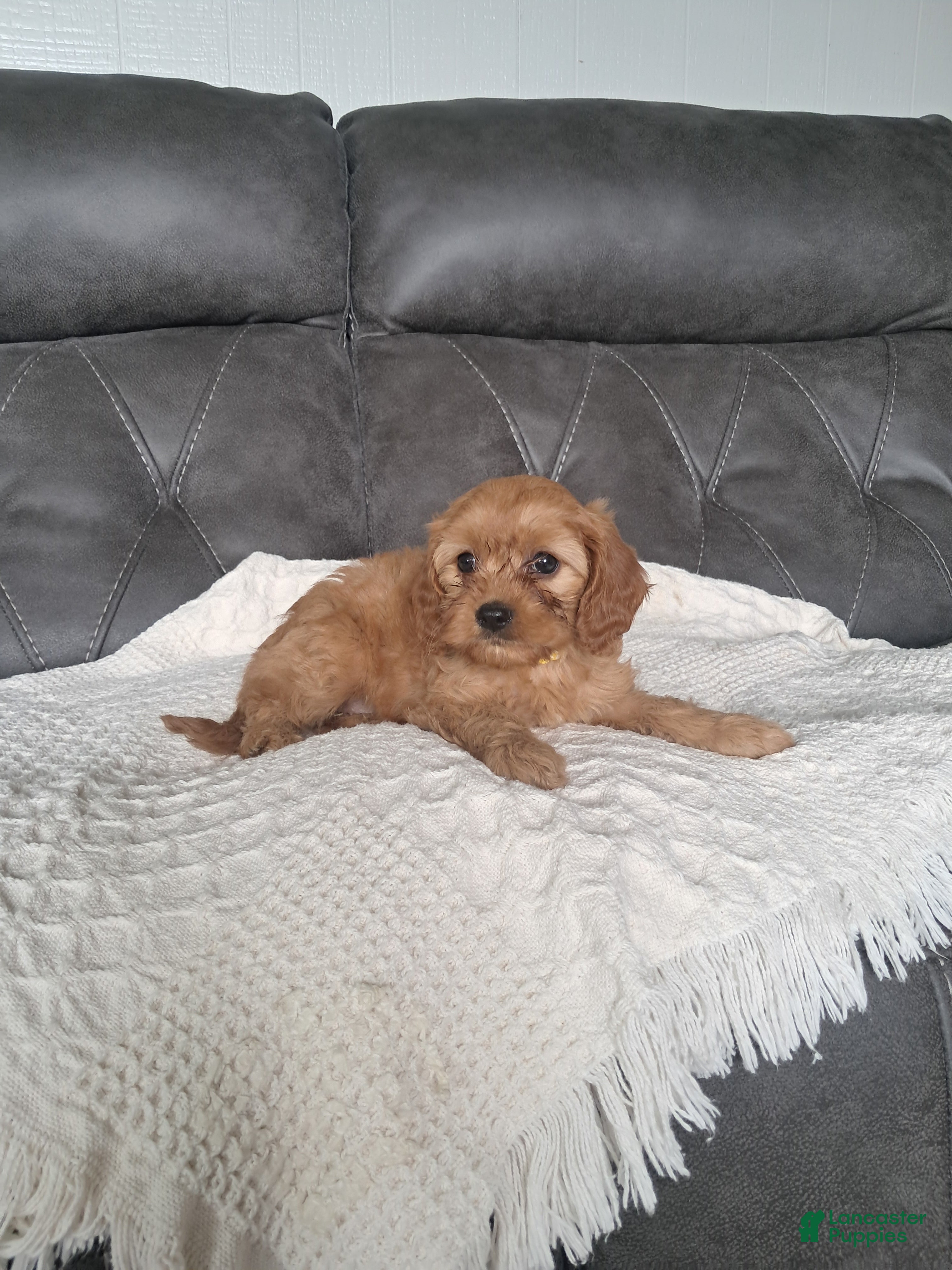 Cavapoo dogs Lala  - Ad 2