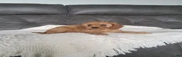 Cavapoo dogs for sale: Lala  - Ad 2