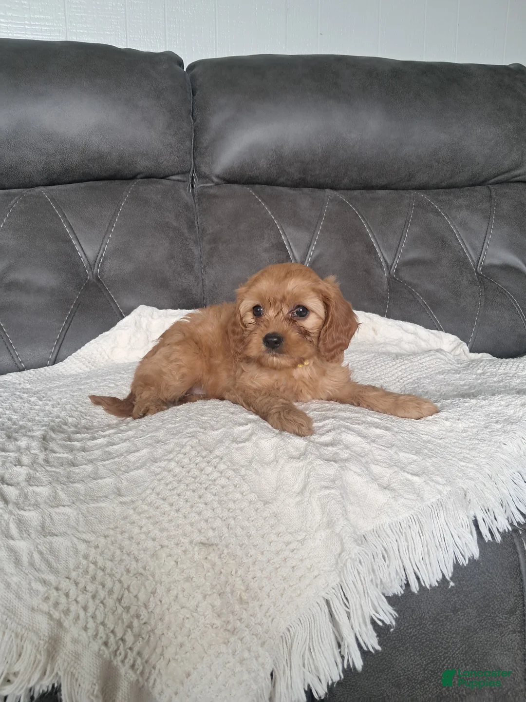 Cavapoo dogs for sale: Lala  - Ad 2