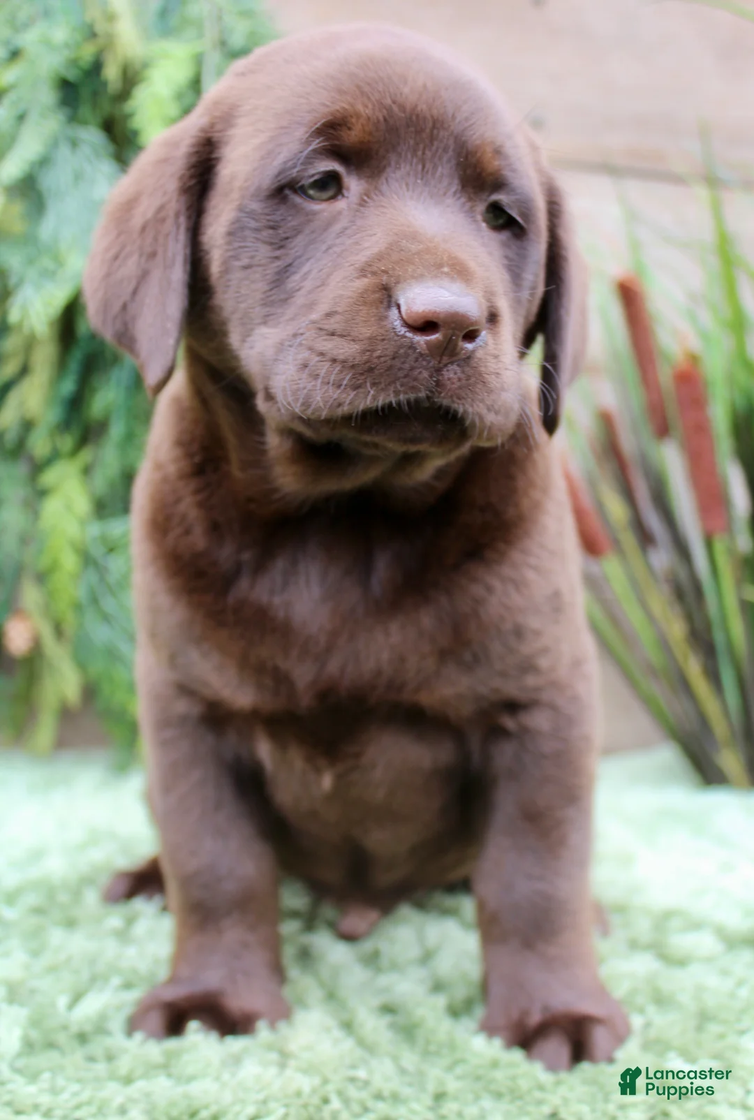 Labrador Retriever dogs for sale: Banjo - Ad 2
