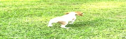 Brittany Spaniel dogs for sale: Luke - Ad 5