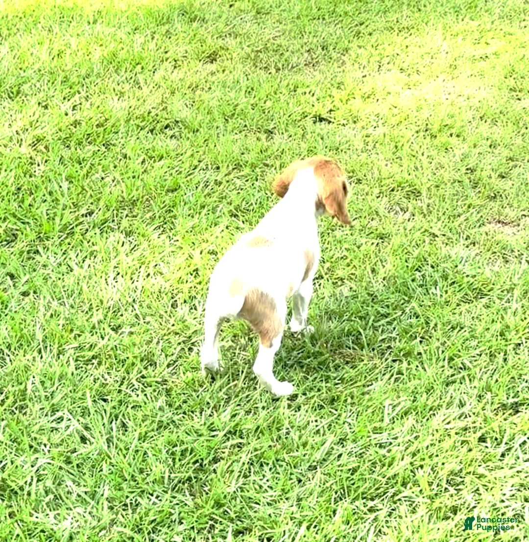 Brittany Spaniel dogs for sale: Luke - Ad 5