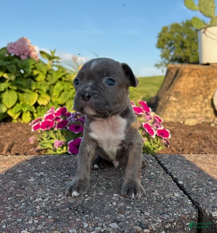 Frenchton dogs Bradon - Ad 2