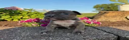 Frenchton dogs for sale: Bradon - Ad 2