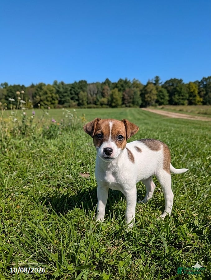 Lulu (Jack Russell, Female) in Greenwich, OH
