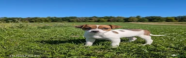 Lulu