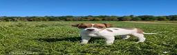 Jack Russell Terrier dogs for sale: Lulu - Ad 1
