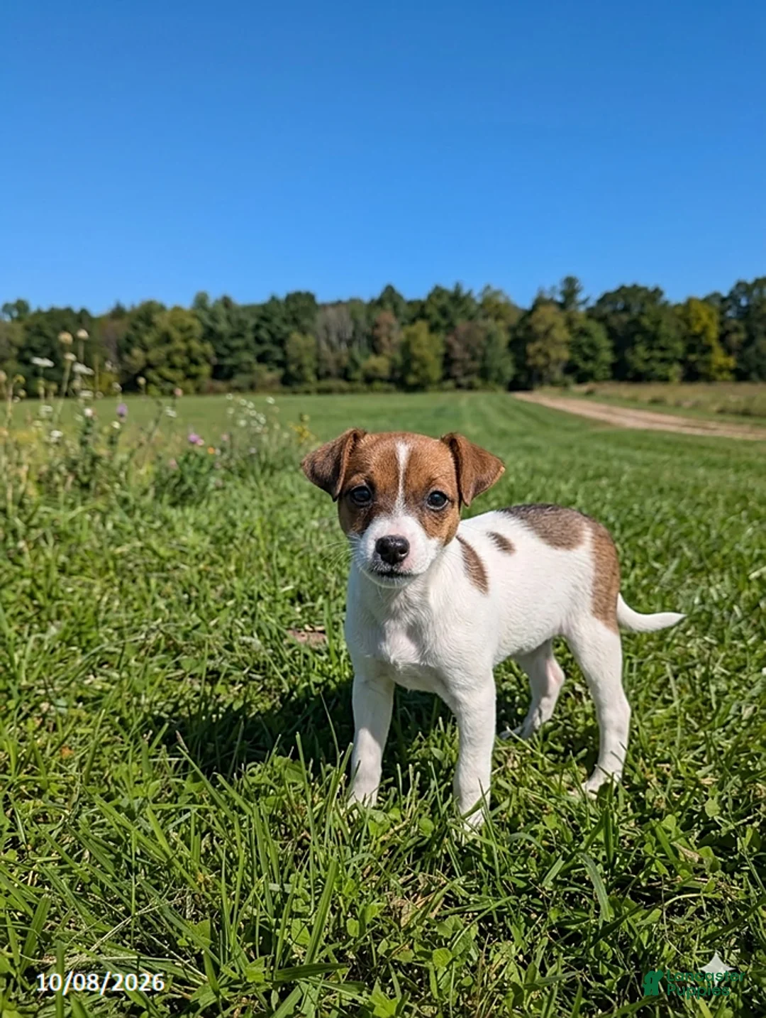 Jack Russell Terrier dogs for sale: Lulu - Ad 1