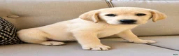 Labrador Retriever dogs for sale: Labrador Retriever puppy - Ad 4