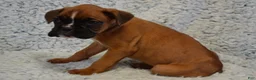 Boxer dogs for sale: Renley - Ad 3