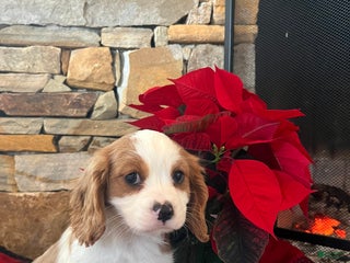 Cavapoo dogs for sale: Angel - Ad 3