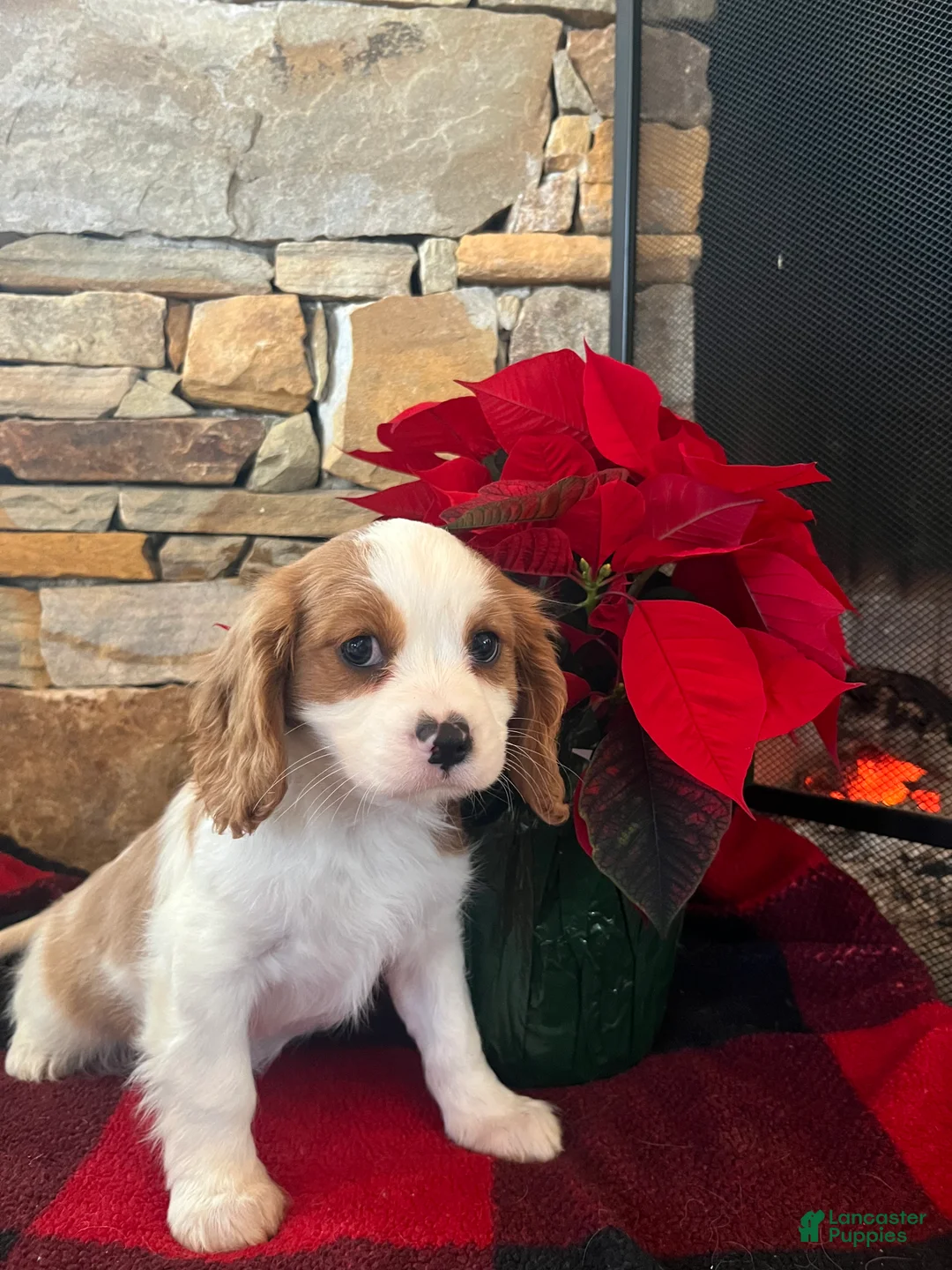 Cavapoo dogs for sale: Angel - Ad 1