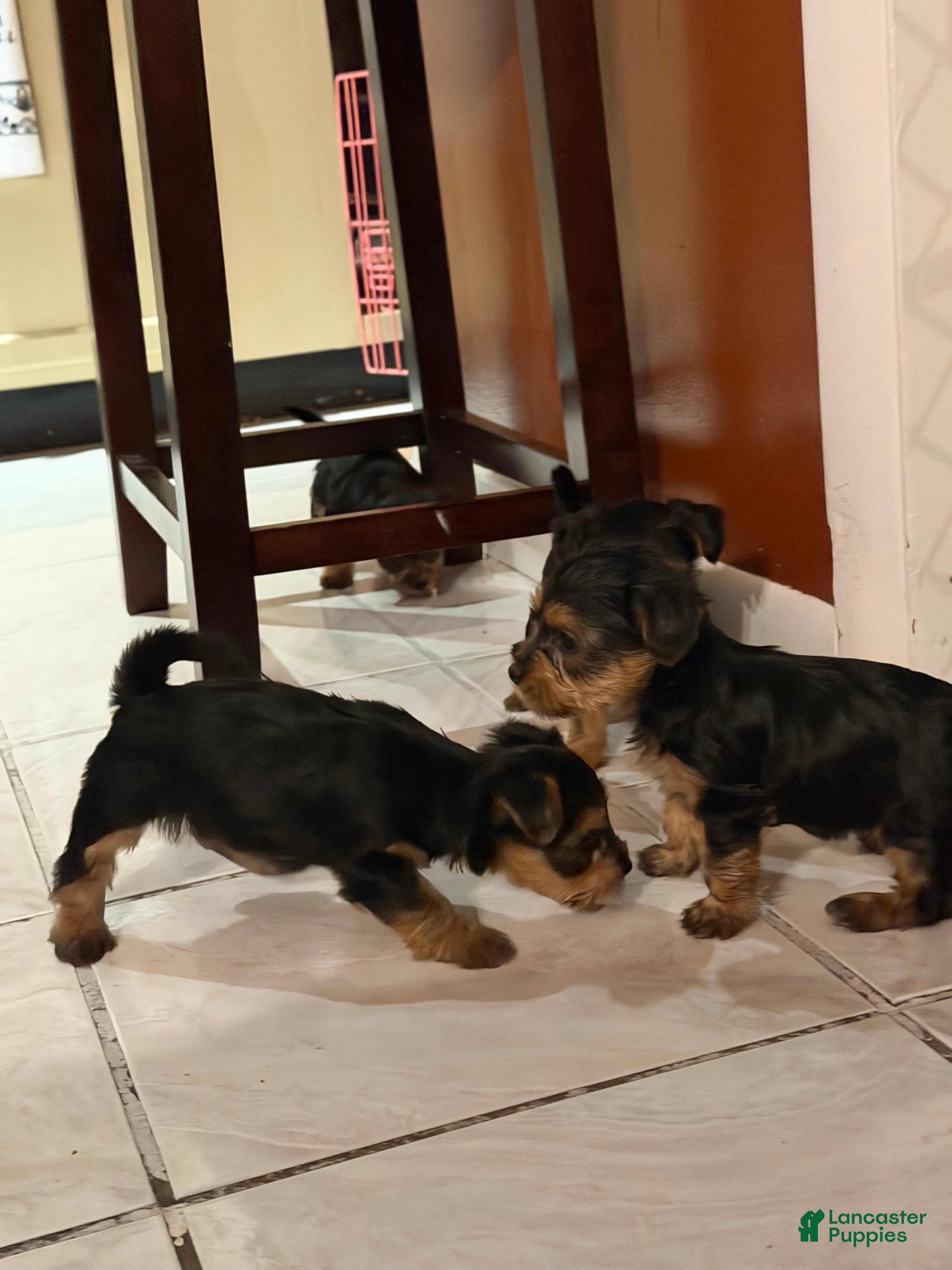 Yorkshire Terrier dogs Yorkshire Terrier Puppy 1 - Ad 40