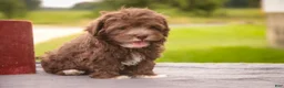 Havanese dogs for sale: Gatsby Havanese  - Ad 7