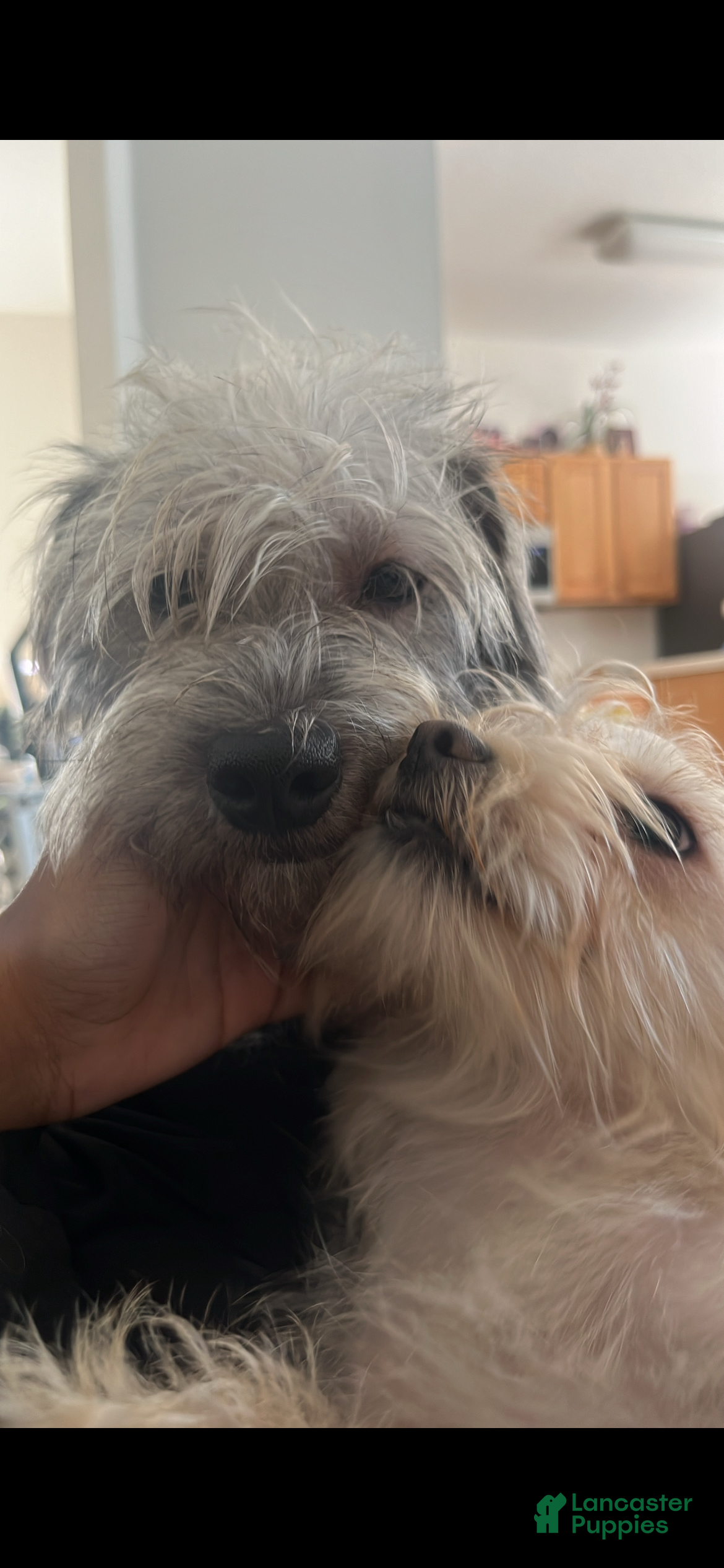 Shihpoo dogs for sale: Shihpoo 2 - Ad 1