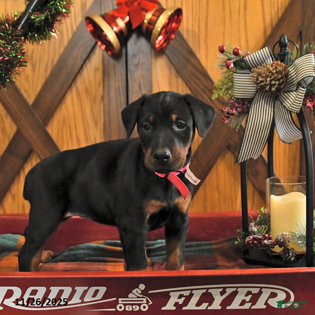 Doberman Pinscher dogs for sale: Macy - Ad 4