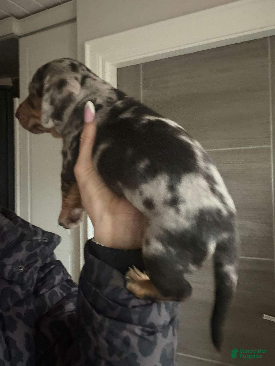 Miniature Dachshund dogs Miniature Dachshund Puppy 1 - Ad 3