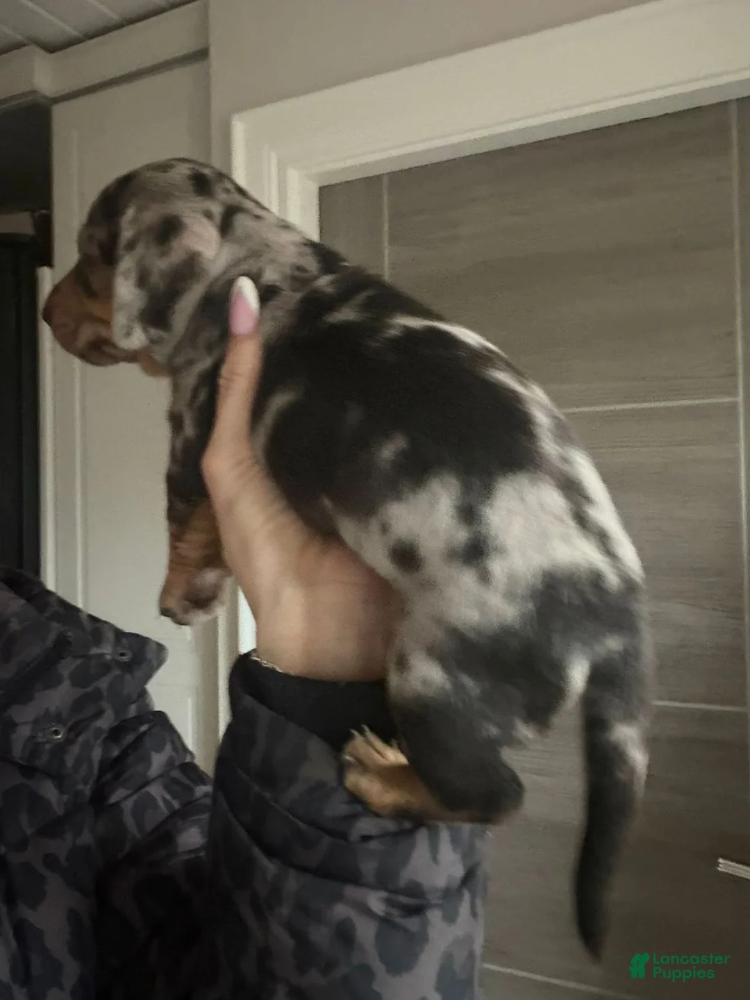 Miniature Dachshund dogs for sale: Miniature Dachshund Puppy 1 - Ad 1