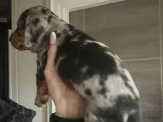 Miniature Dachshund dogs Miniature Dachshund Puppy 1 - Ad 10