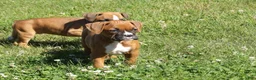 Boxer dogs for sale: Kirsi  - Ad 2