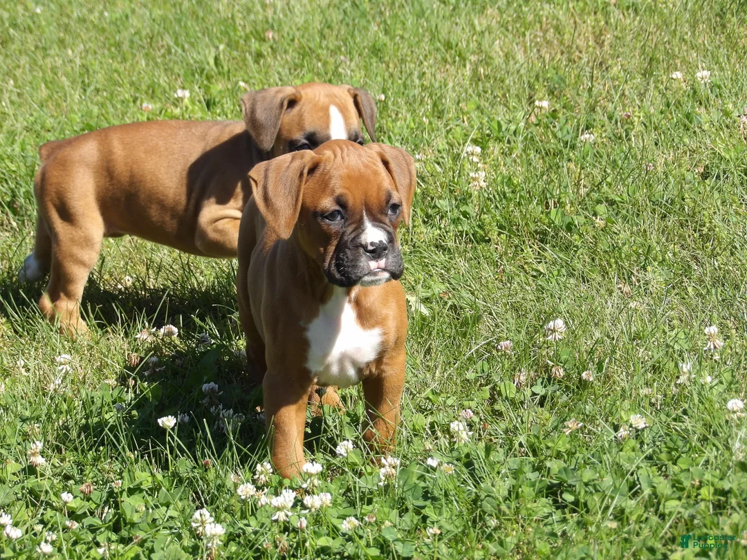Boxer dogs for sale: Kirsi  - Ad 2