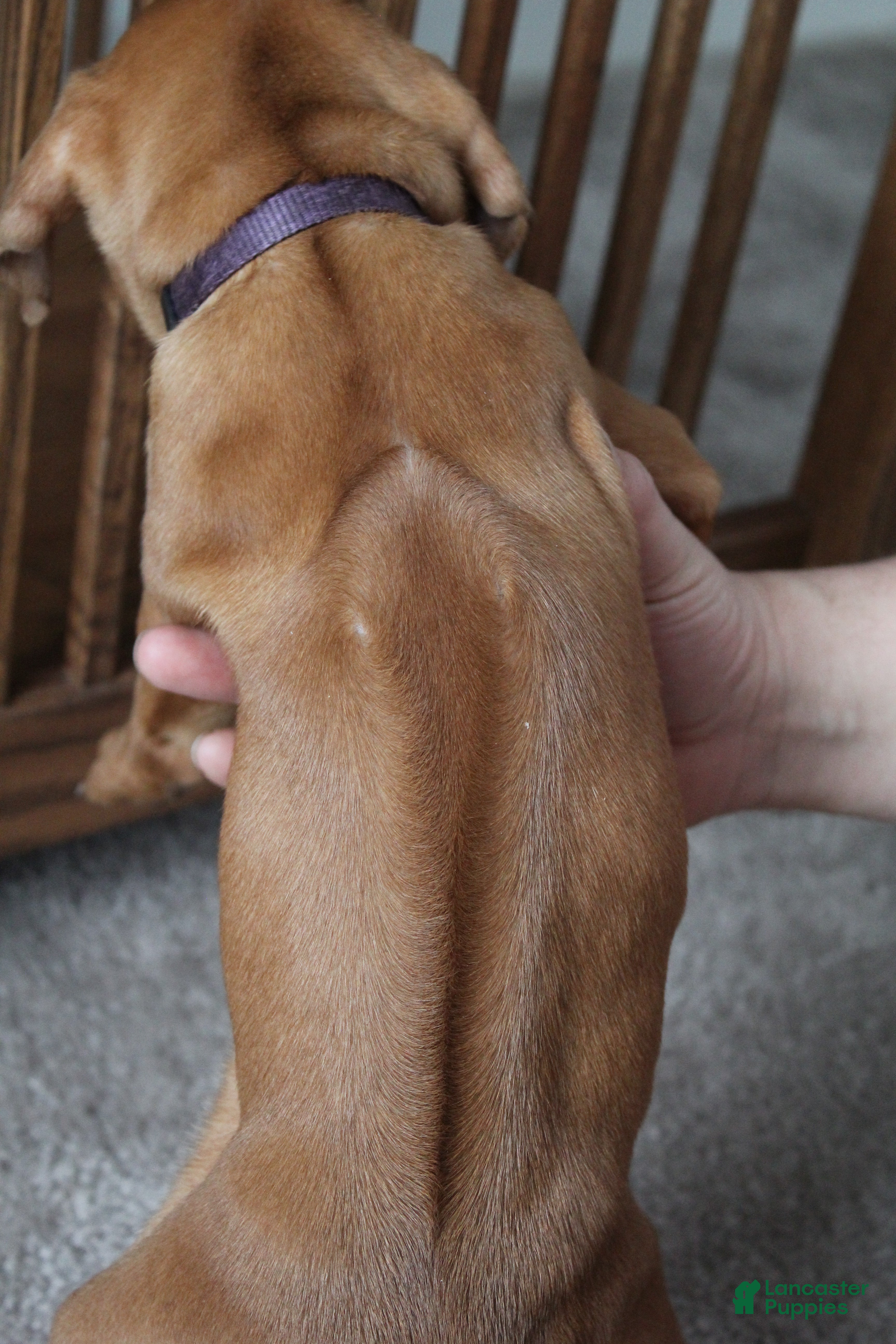 Rhodesian Ridgeback dogs Khloe - Ad 2