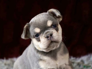 French Bulldog dogs Lollie - Ad 21