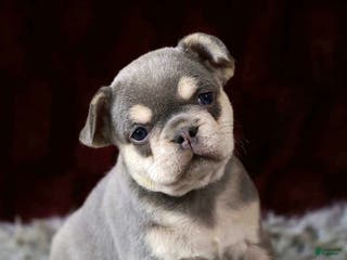 French Bulldog dogs Lollie - Ad 10